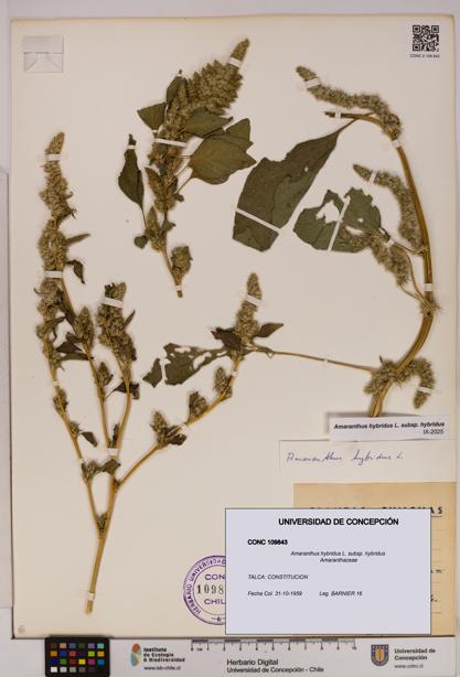Amaranthus hybridus [Espécimen: UDEC:CONC:0109843]