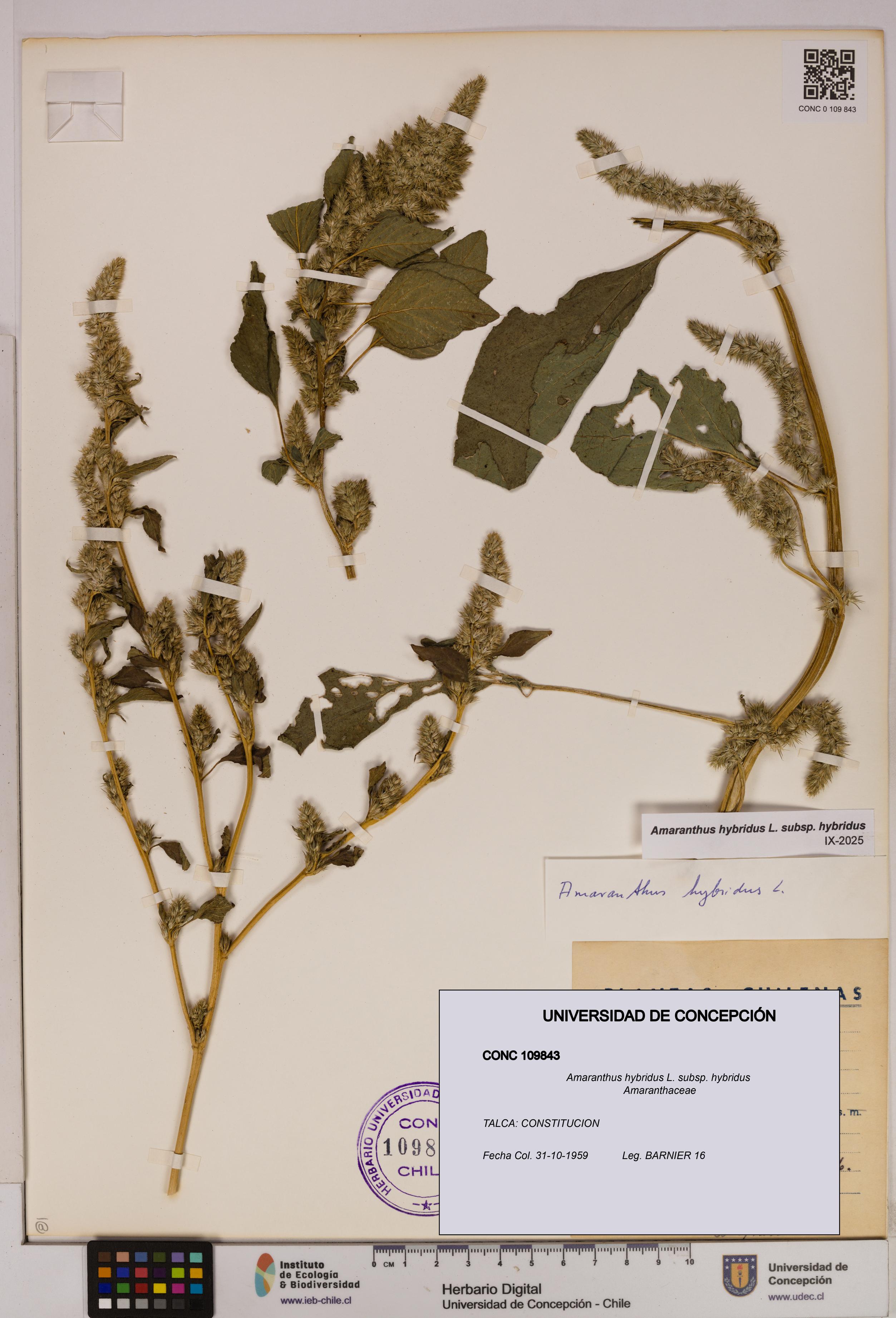 Amaranthus hybridus [Espécimen: UDEC:CONC:0109843]