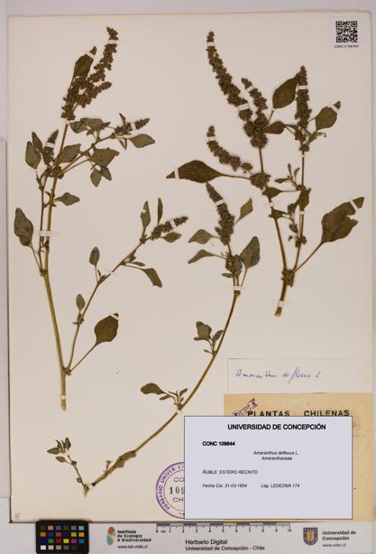 Amaranthus deflexus [Espécimen: UDEC:CONC:0109844]