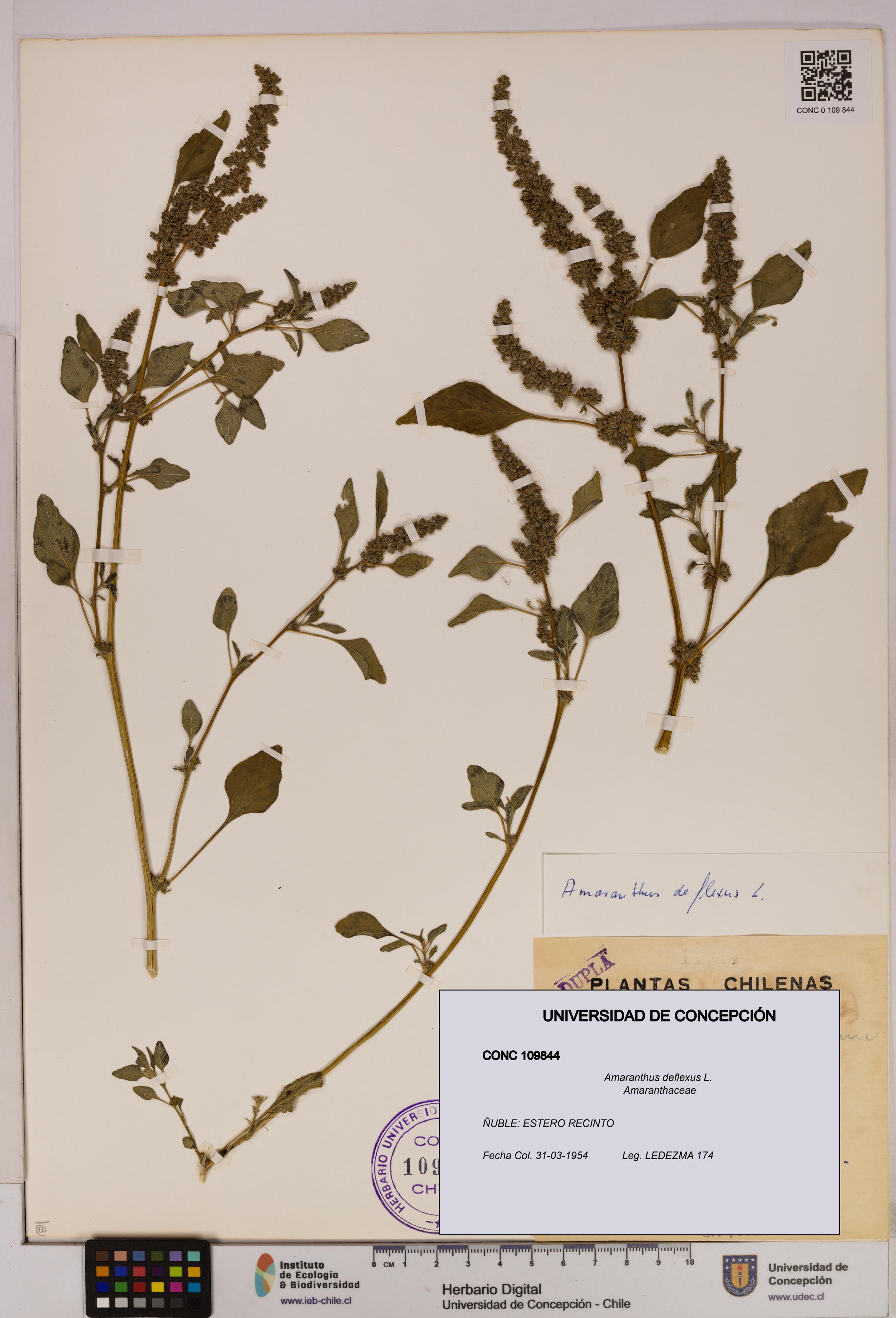 Amaranthus deflexus [Espécimen: UDEC:CONC:0109844]