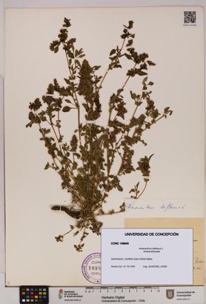 Amaranthus deflexus [Espécimen: UDEC:CONC:0109845]