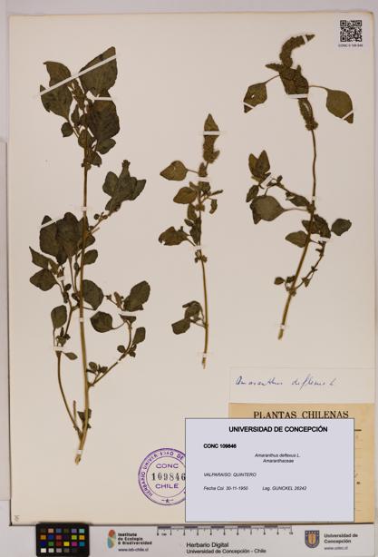 Amaranthus deflexus [Espécimen: UDEC:CONC:0109846]