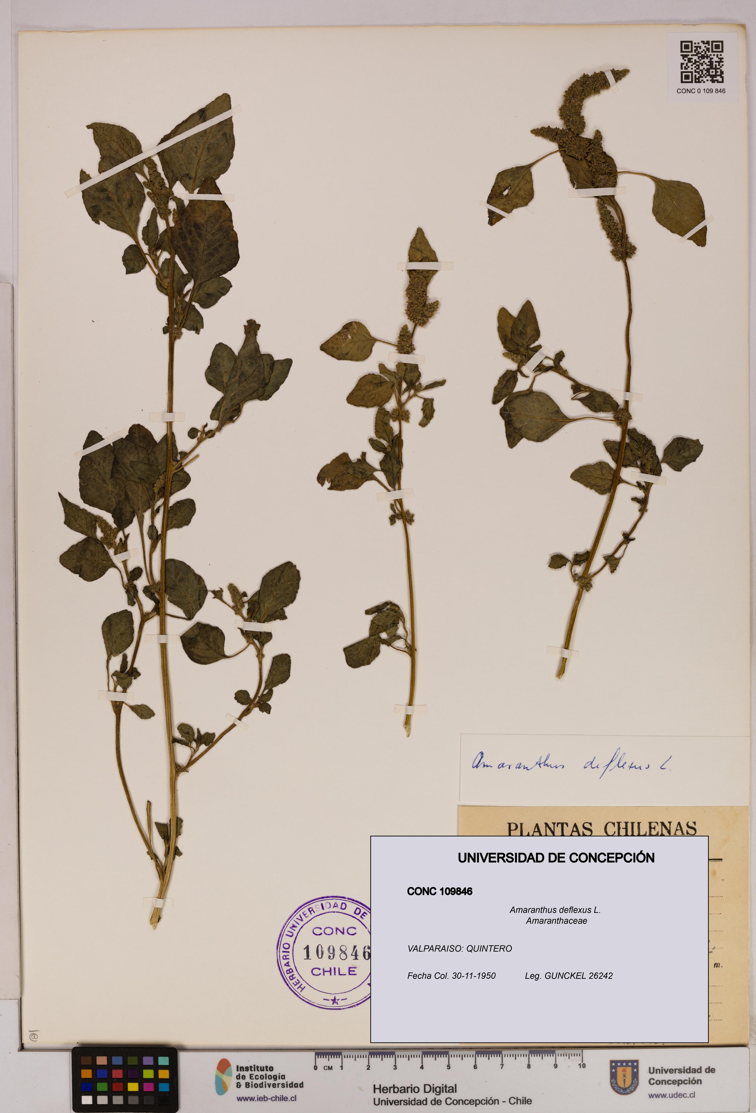 Amaranthus deflexus [Espécimen: UDEC:CONC:0109846]