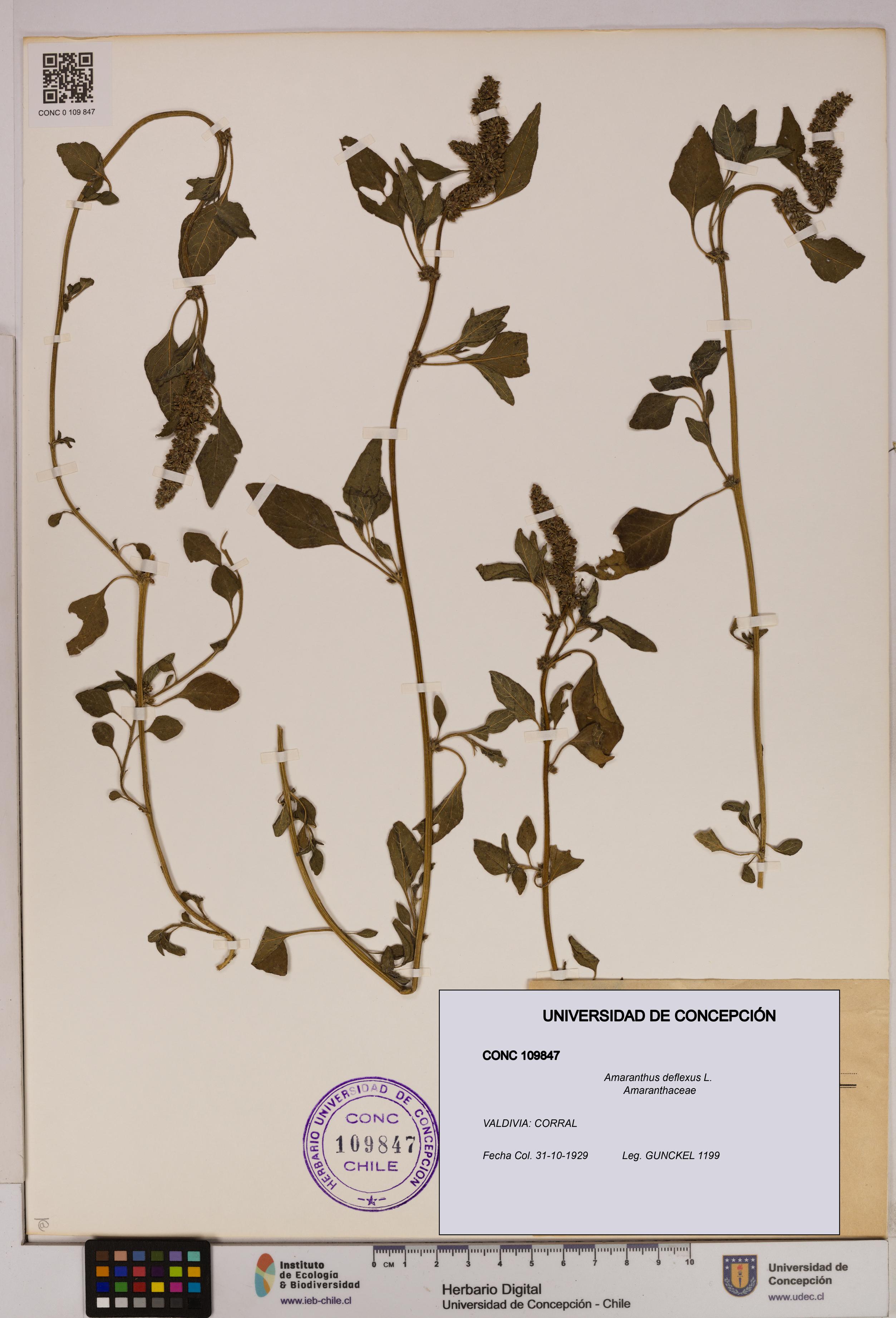 Amaranthus deflexus [Espécimen: UDEC:CONC:0109847]