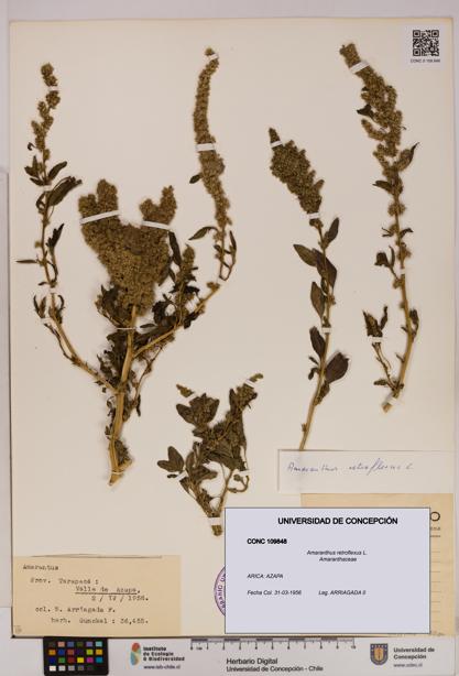 Amaranthus retroflexus [Espécimen: UDEC:CONC:0109848]