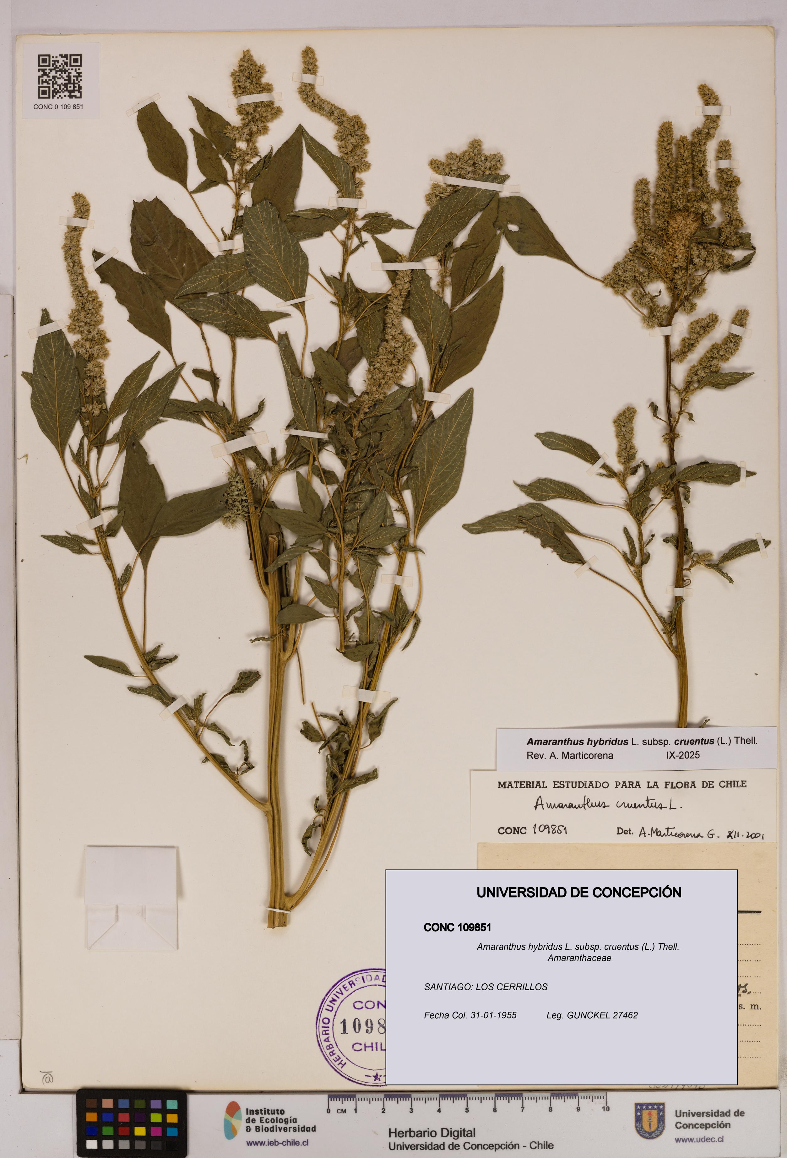 Amaranthus hybridus subsp. cruentus [Espécimen: UDEC:CONC:0109851]