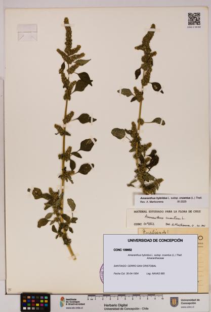 Amaranthus hybridus subsp. cruentus [Espécimen: UDEC:CONC:0109852]