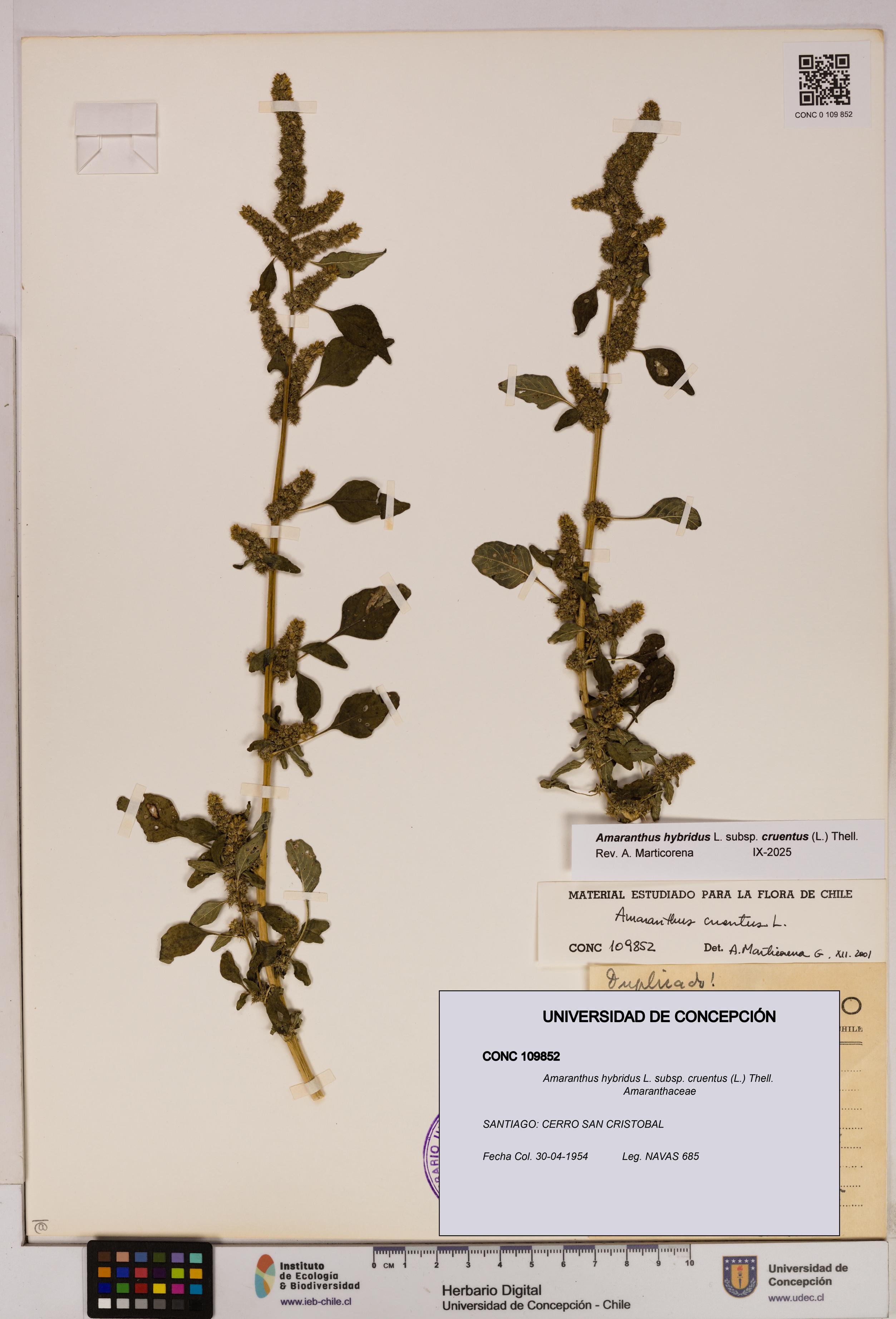 Amaranthus hybridus subsp. cruentus [Espécimen: UDEC:CONC:0109852]