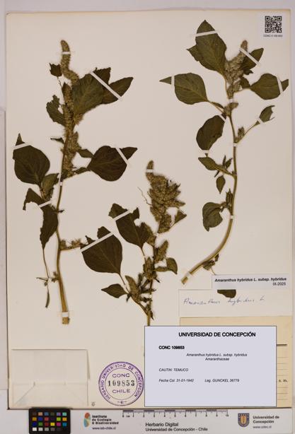 Amaranthus hybridus [Espécimen: UDEC:CONC:0109853]
