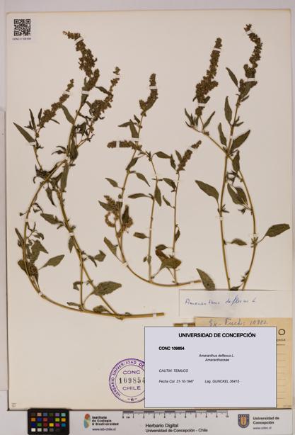 Amaranthus deflexus [Espécimen: UDEC:CONC:0109854]