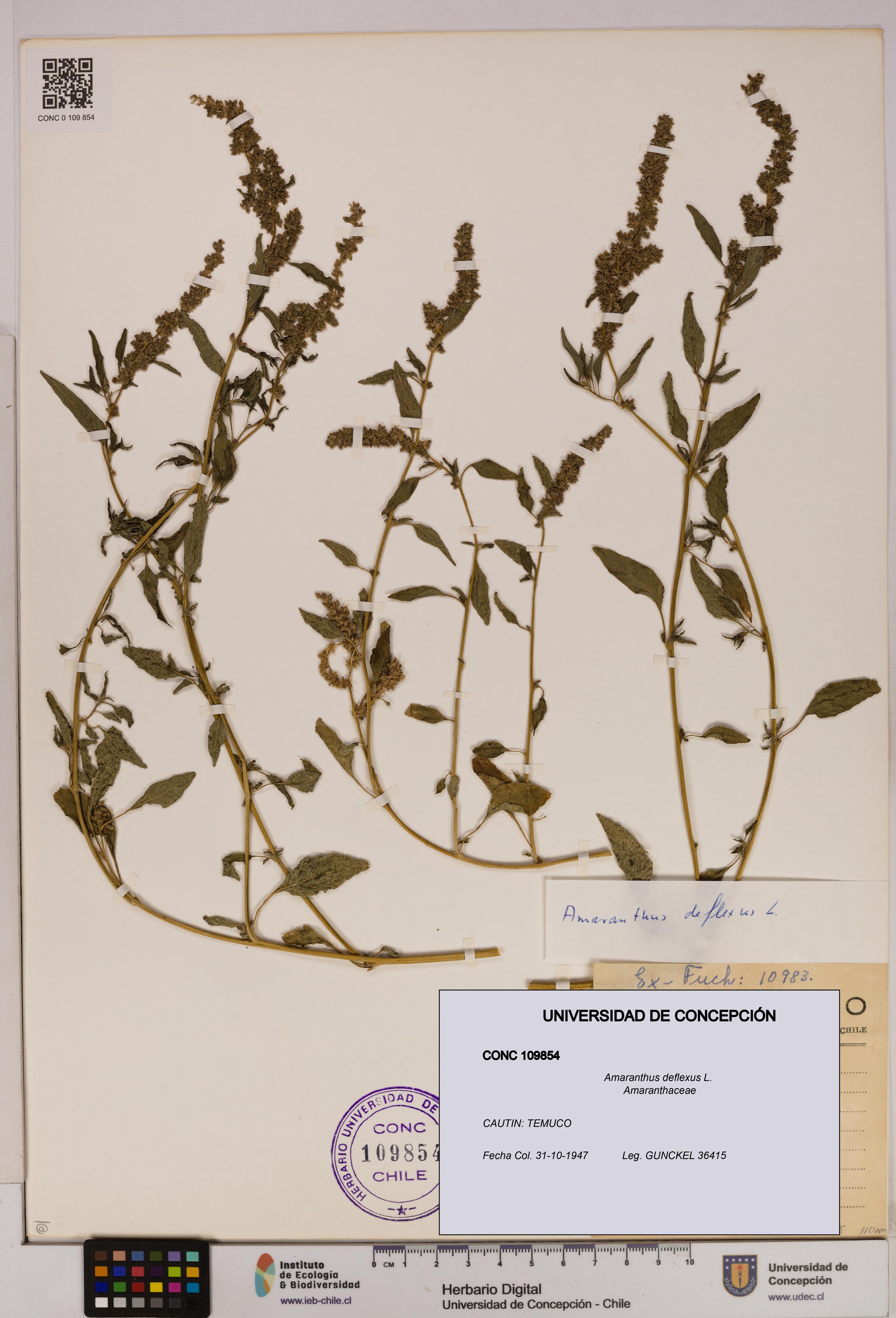 Amaranthus deflexus [Espécimen: UDEC:CONC:0109854]