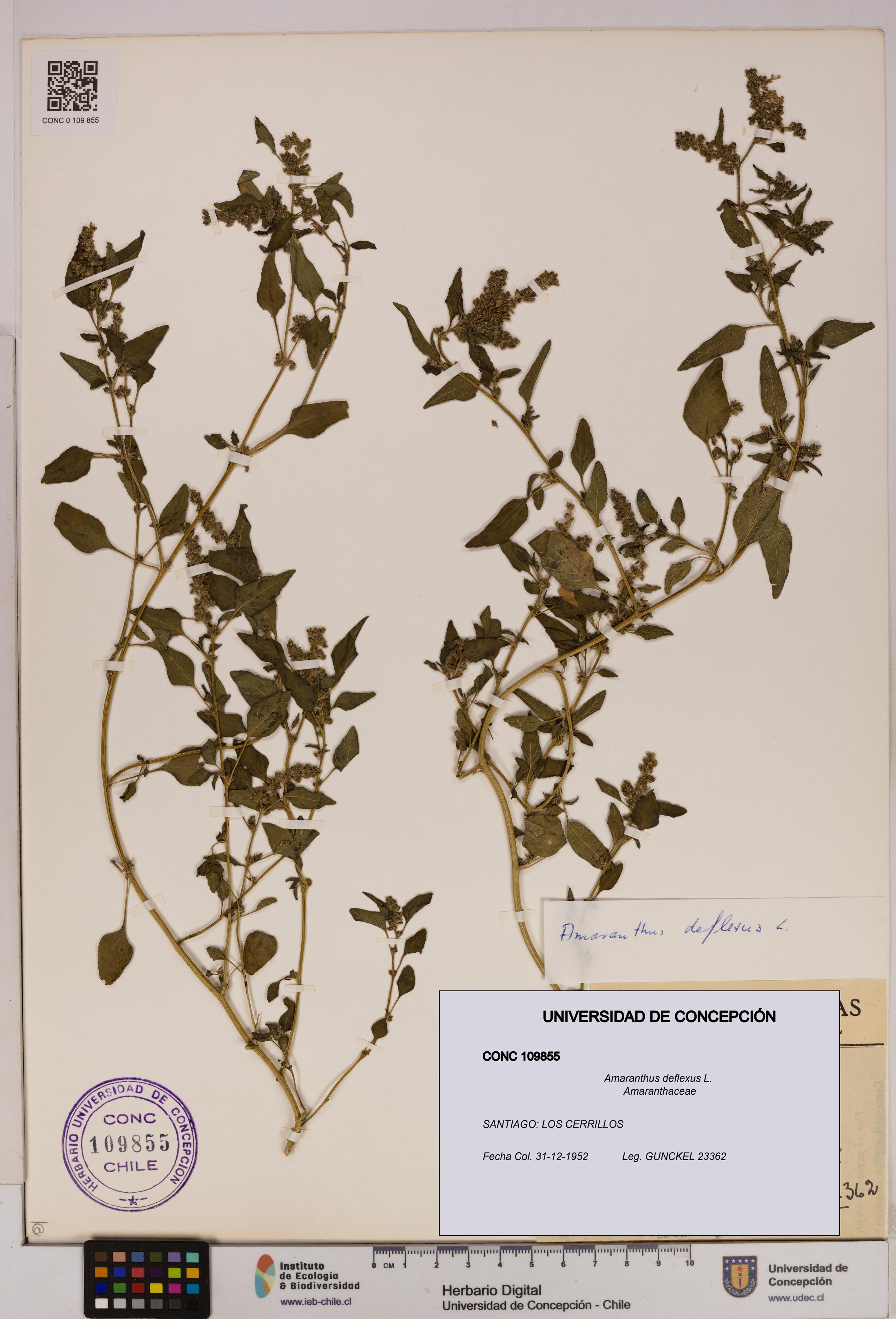 Amaranthus deflexus [Espécimen: UDEC:CONC:0109855]