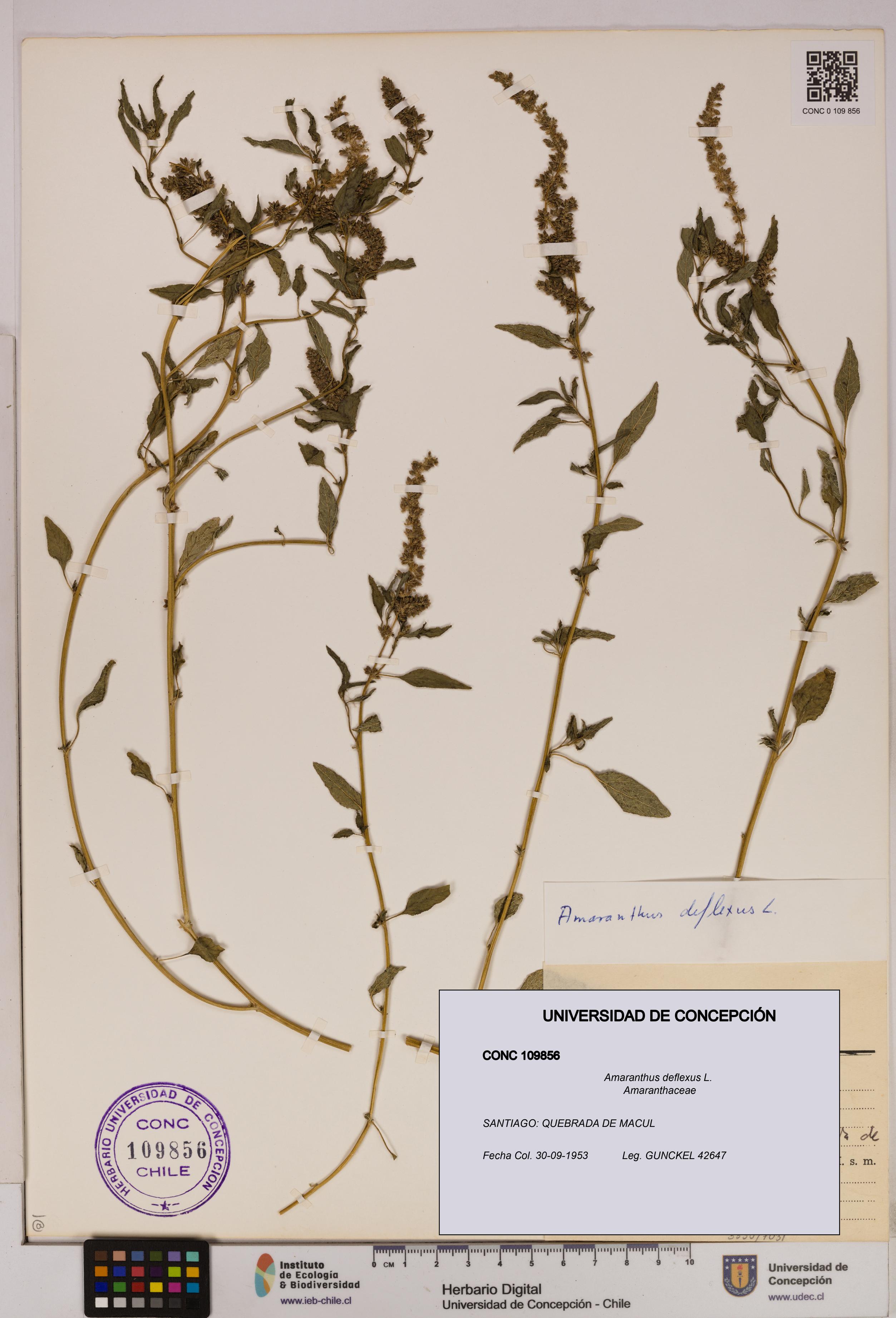 Amaranthus deflexus [Espécimen: UDEC:CONC:0109856]