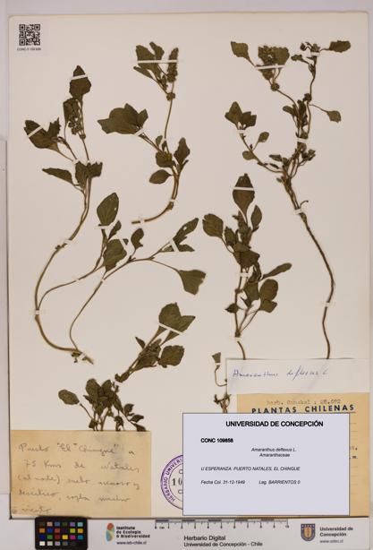 Amaranthus deflexus [Espécimen: UDEC:CONC:0109858]