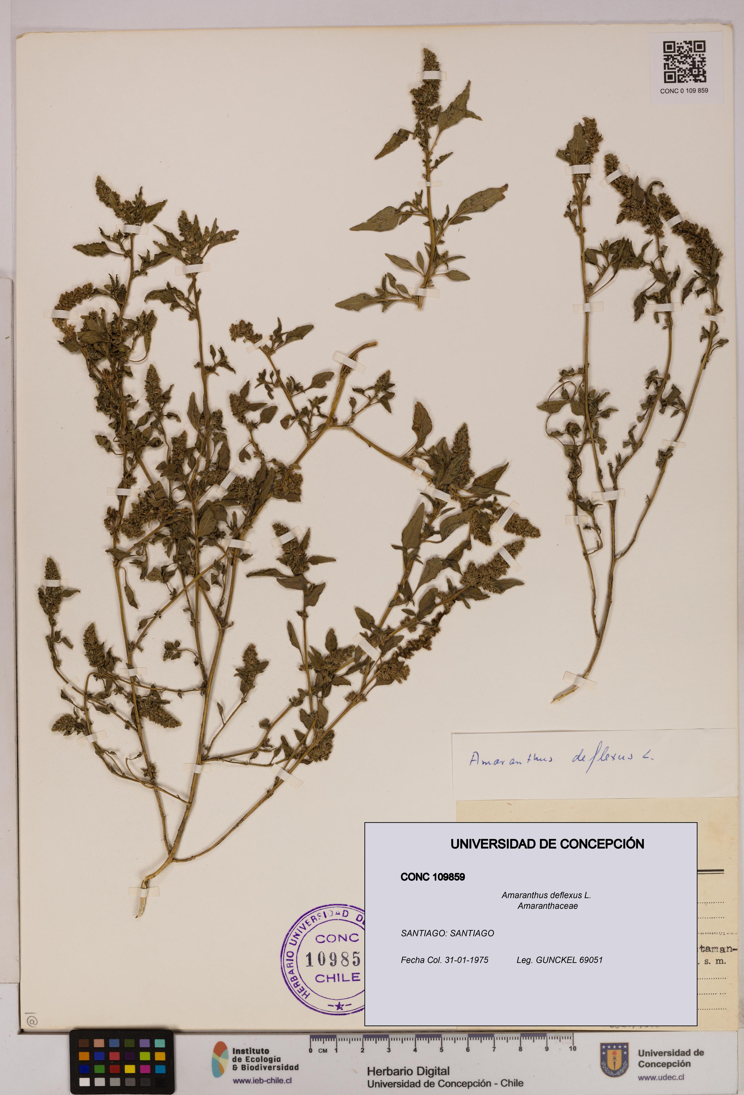 Amaranthus deflexus [Espécimen: UDEC:CONC:0109859]