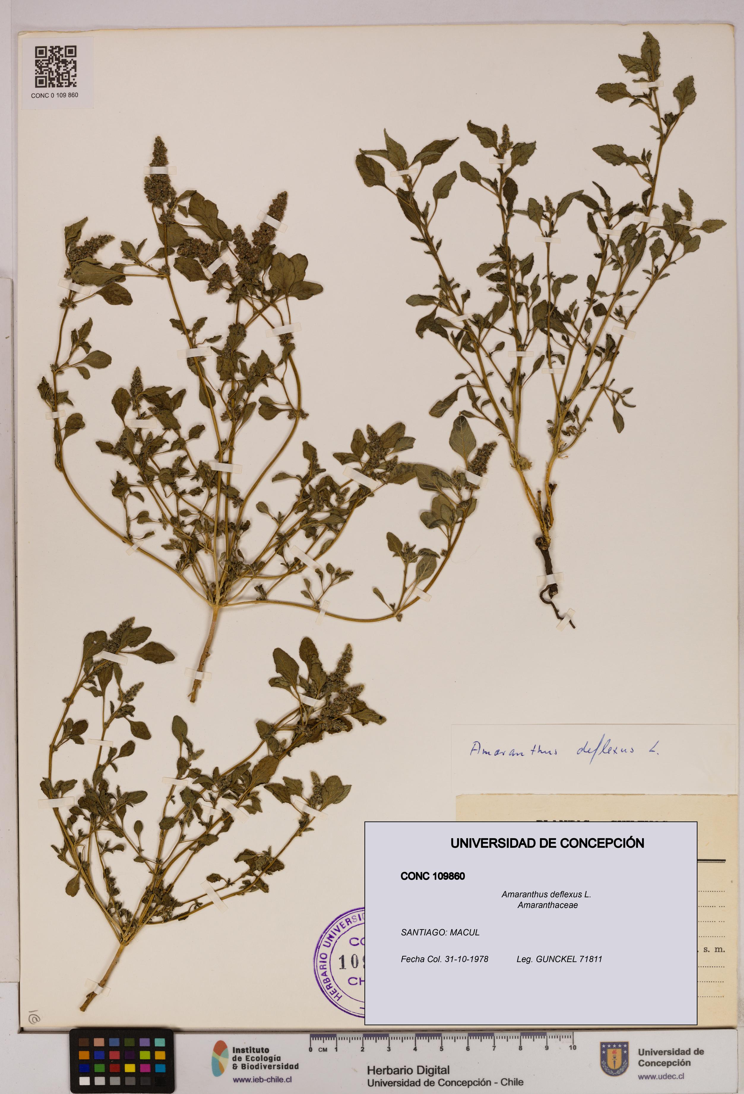 Amaranthus deflexus [Espécimen: UDEC:CONC:0109860]