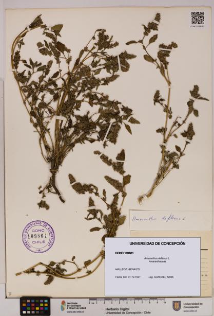 Amaranthus deflexus [Espécimen: UDEC:CONC:0109861]