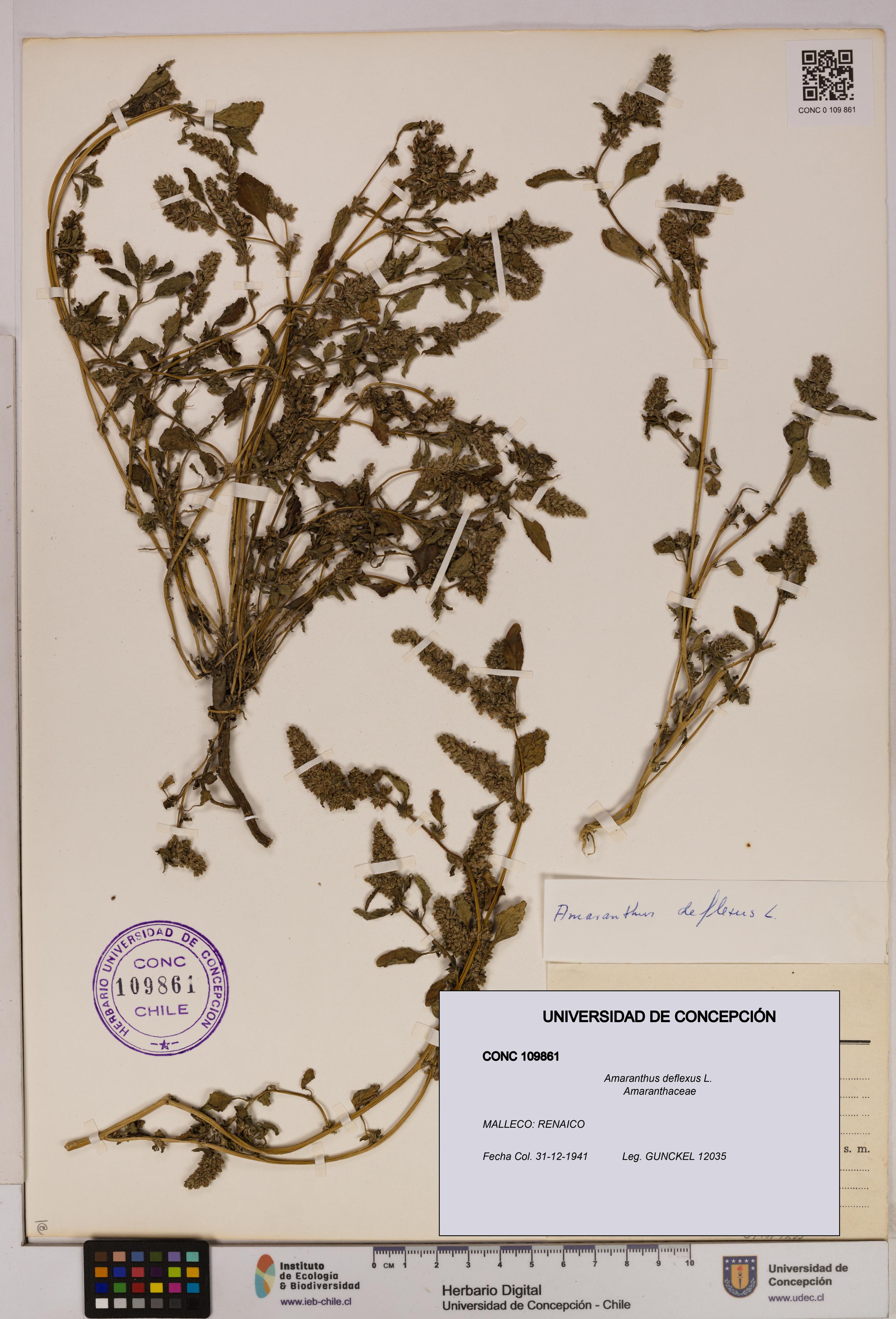 Amaranthus deflexus [Espécimen: UDEC:CONC:0109861]