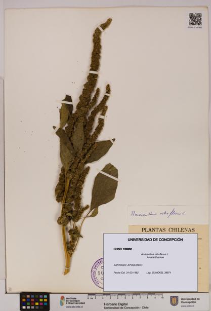 Amaranthus retroflexus [Espécimen: UDEC:CONC:0109862]