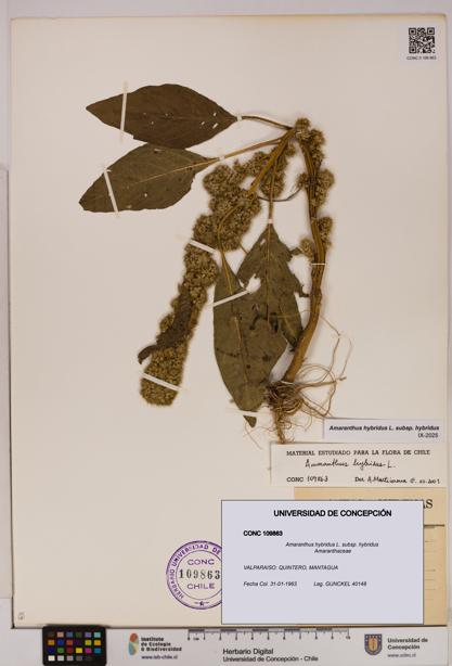 Amaranthus hybridus [Espécimen: UDEC:CONC:0109863]