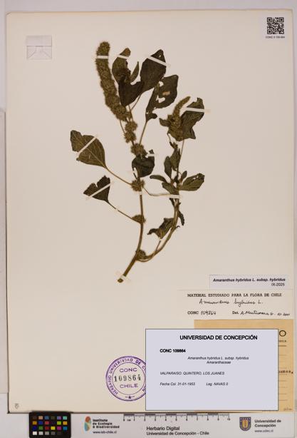 Amaranthus hybridus [Espécimen: UDEC:CONC:0109864]