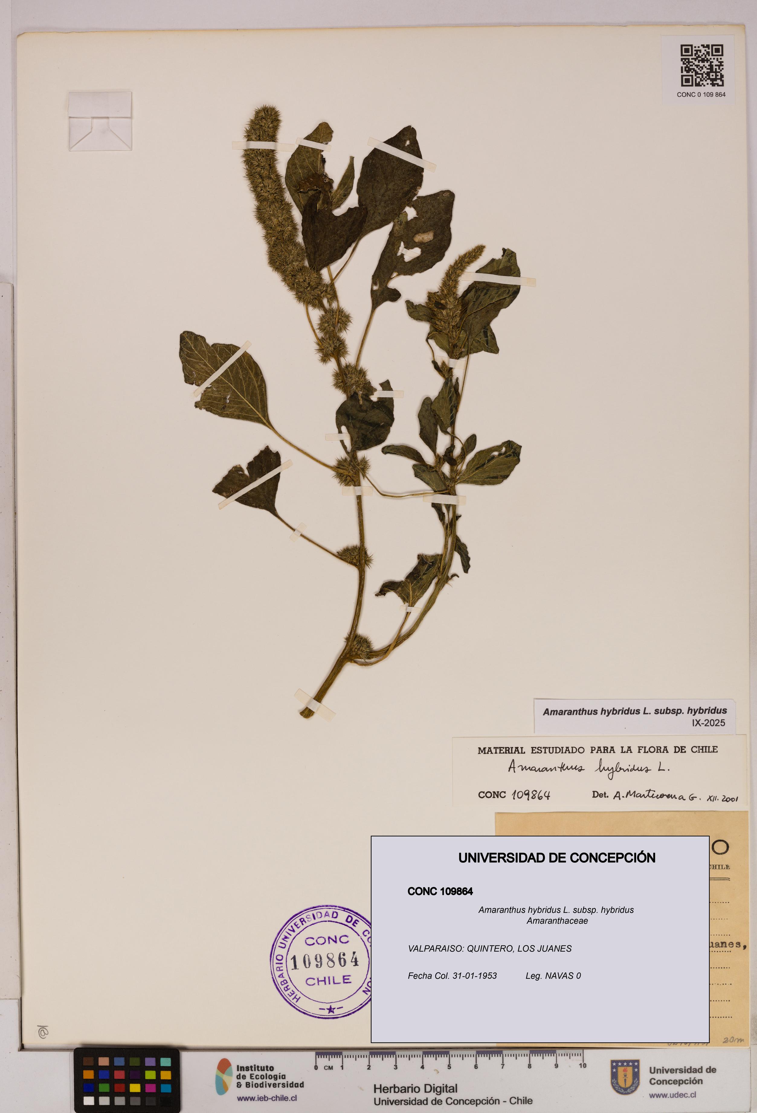Amaranthus hybridus [Espécimen: UDEC:CONC:0109864]