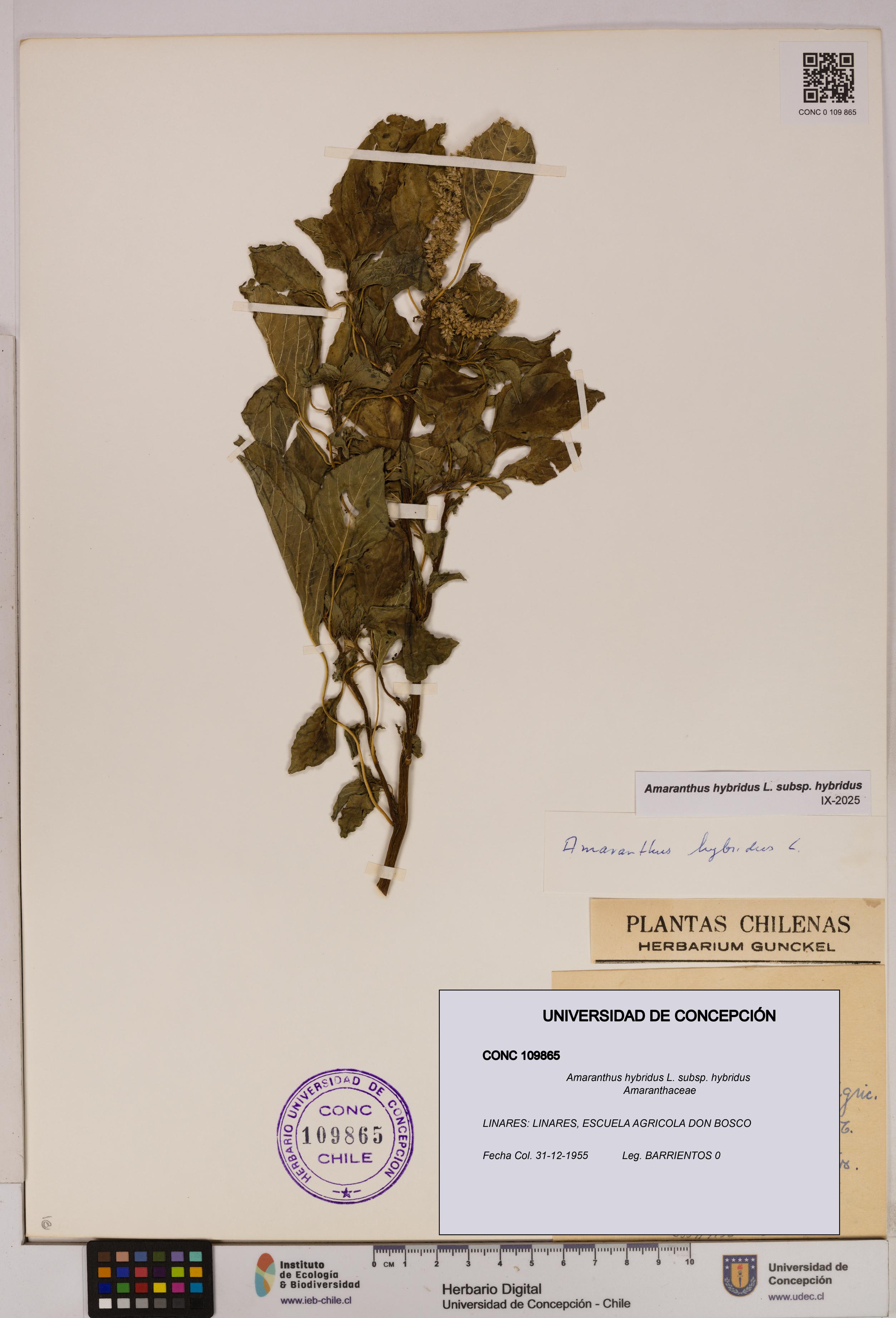 Amaranthus hybridus [Espécimen: UDEC:CONC:0109865]