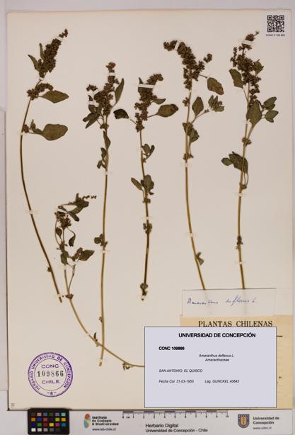 Amaranthus deflexus [Espécimen: UDEC:CONC:0109866]