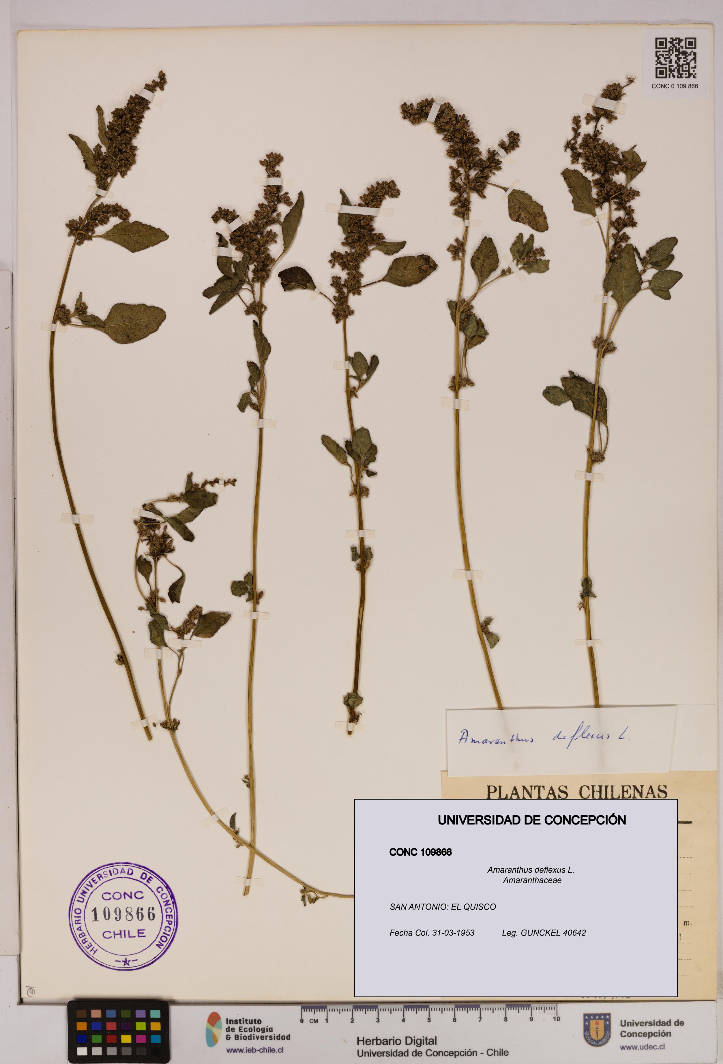 Amaranthus deflexus [Espécimen: UDEC:CONC:0109866]