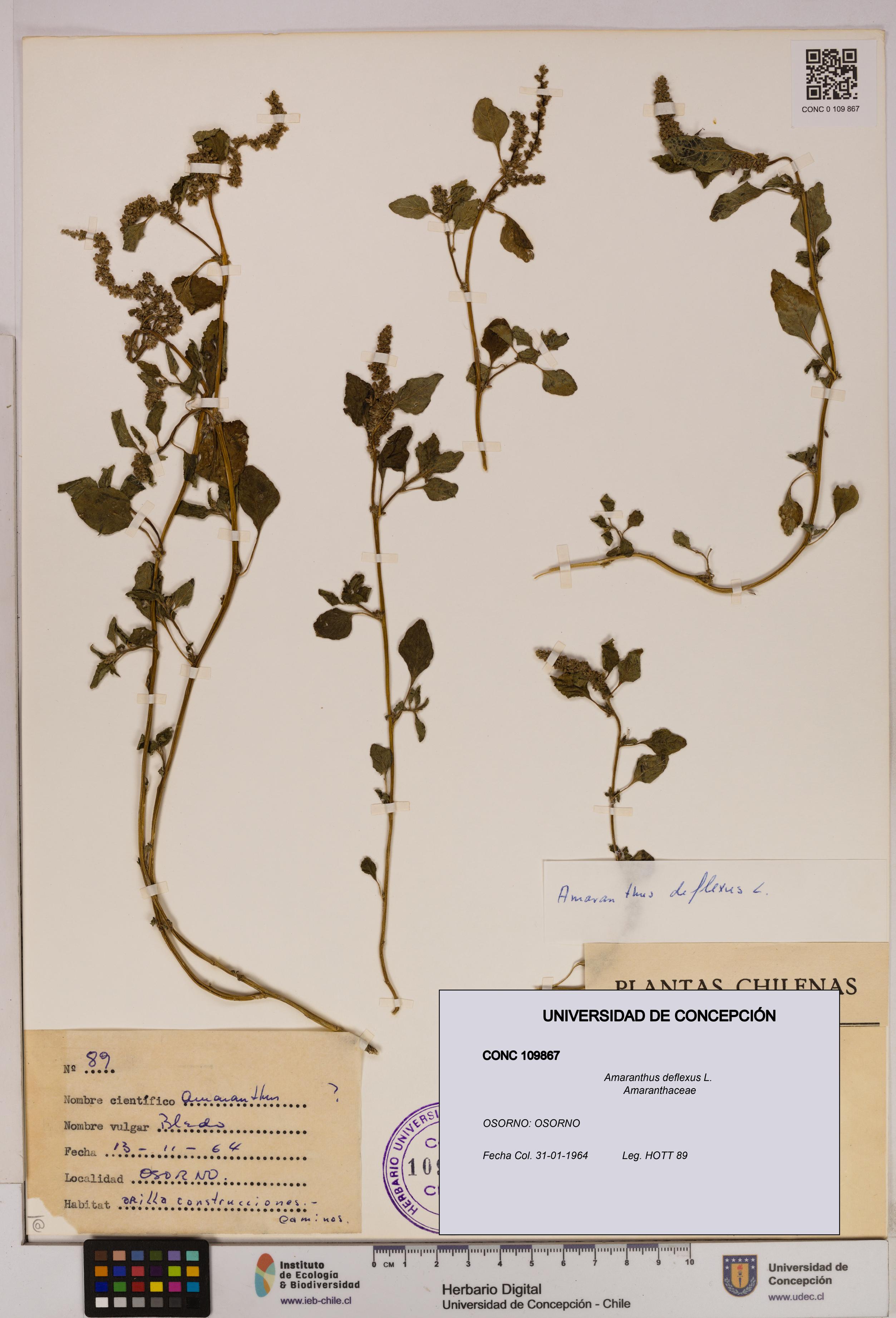 Amaranthus deflexus [Espécimen: UDEC:CONC:0109867]