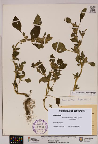 Amaranthus hybridus [Espécimen: UDEC:CONC:0109869]