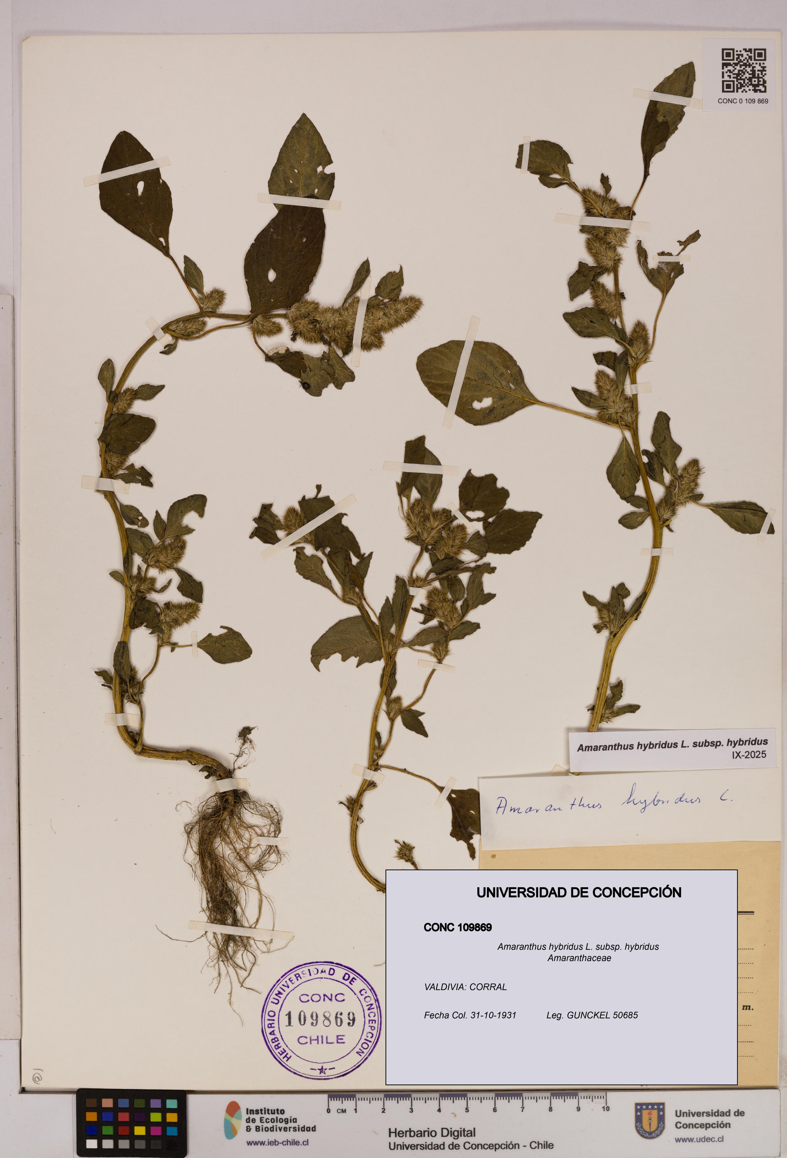 Amaranthus hybridus [Espécimen: UDEC:CONC:0109869]