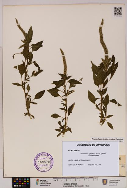 Amaranthus hybridus [Espécimen: UDEC:CONC:0109870]