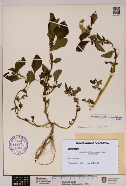 Amaranthus hybridus [Espécimen: UDEC:CONC:0109871]