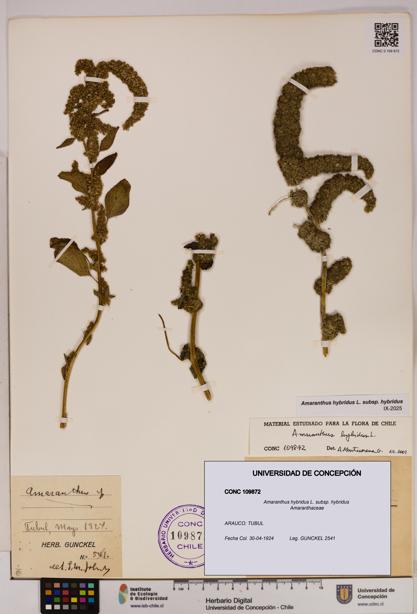Amaranthus hybridus [Espécimen: UDEC:CONC:0109872]