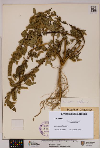 Amaranthus retroflexus [Espécimen: UDEC:CONC:0109873]
