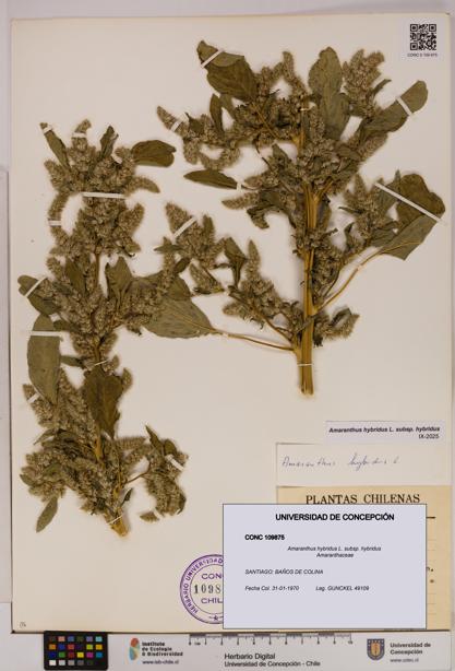 Amaranthus hybridus [Espécimen: UDEC:CONC:0109875]