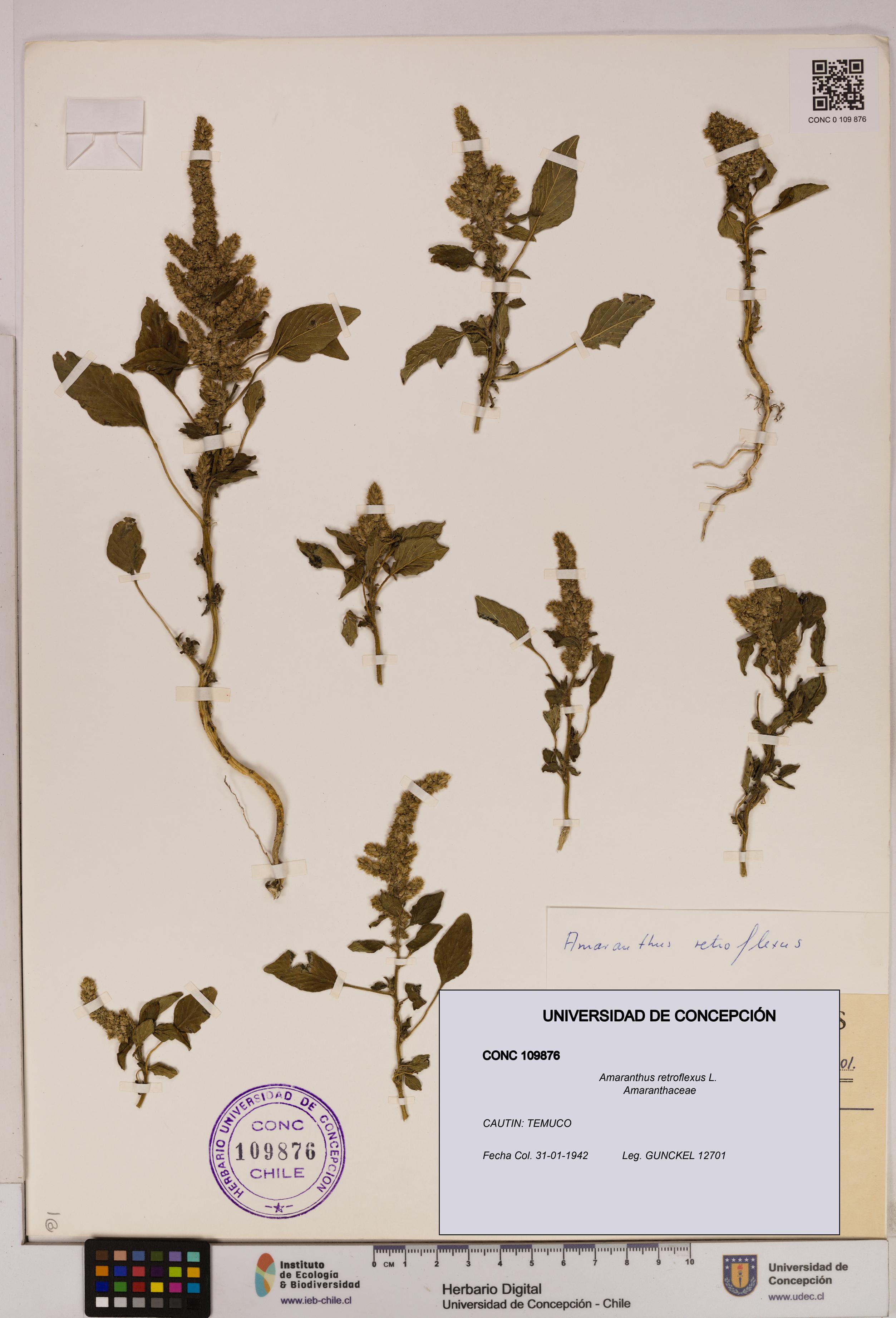 Amaranthus retroflexus [Espécimen: UDEC:CONC:0109876]