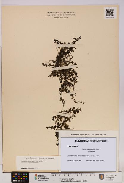 Galium magellanicum [Espécimen: UDEC:CONC:0109879]