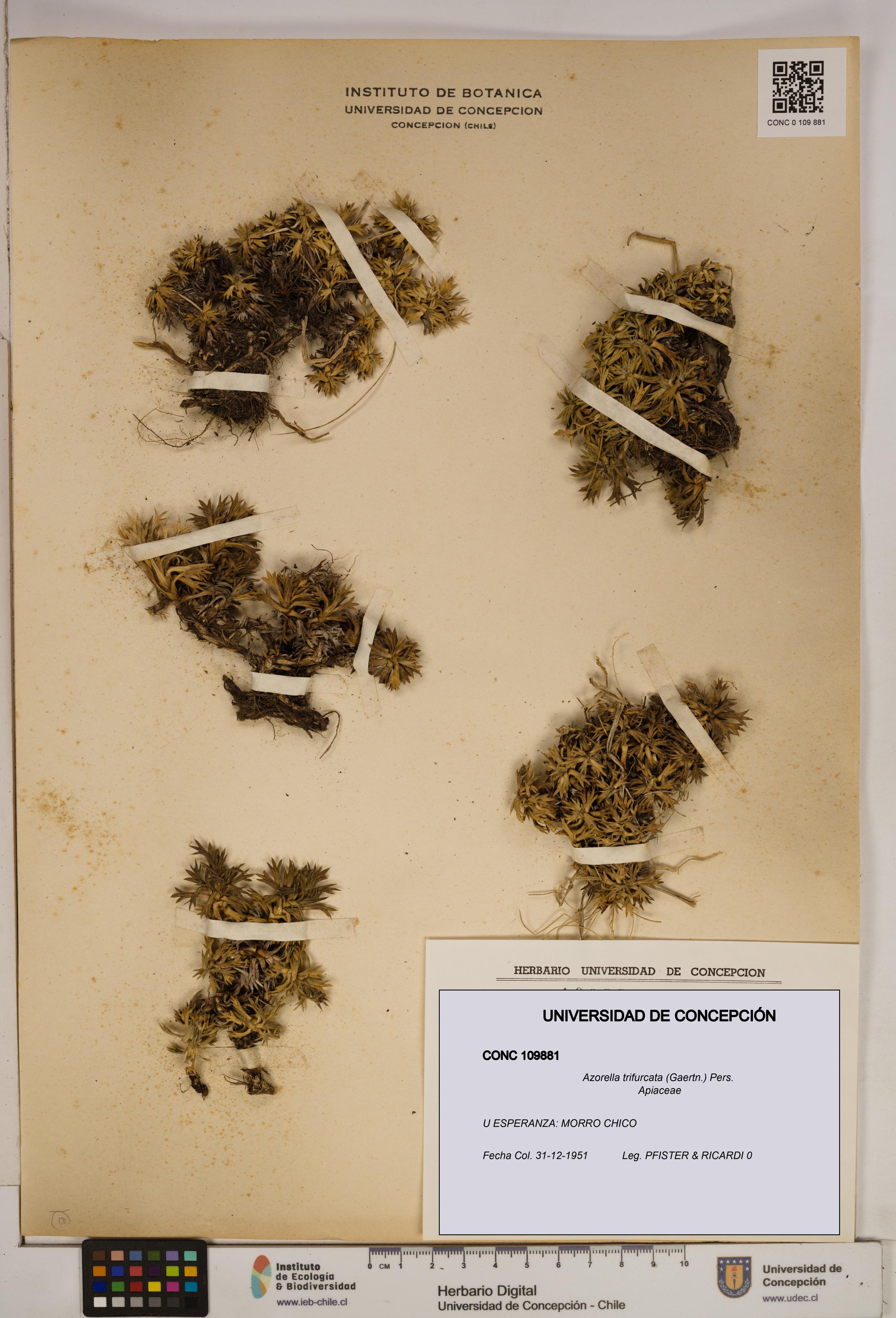 Azorella trifurcata [Espécimen: ]