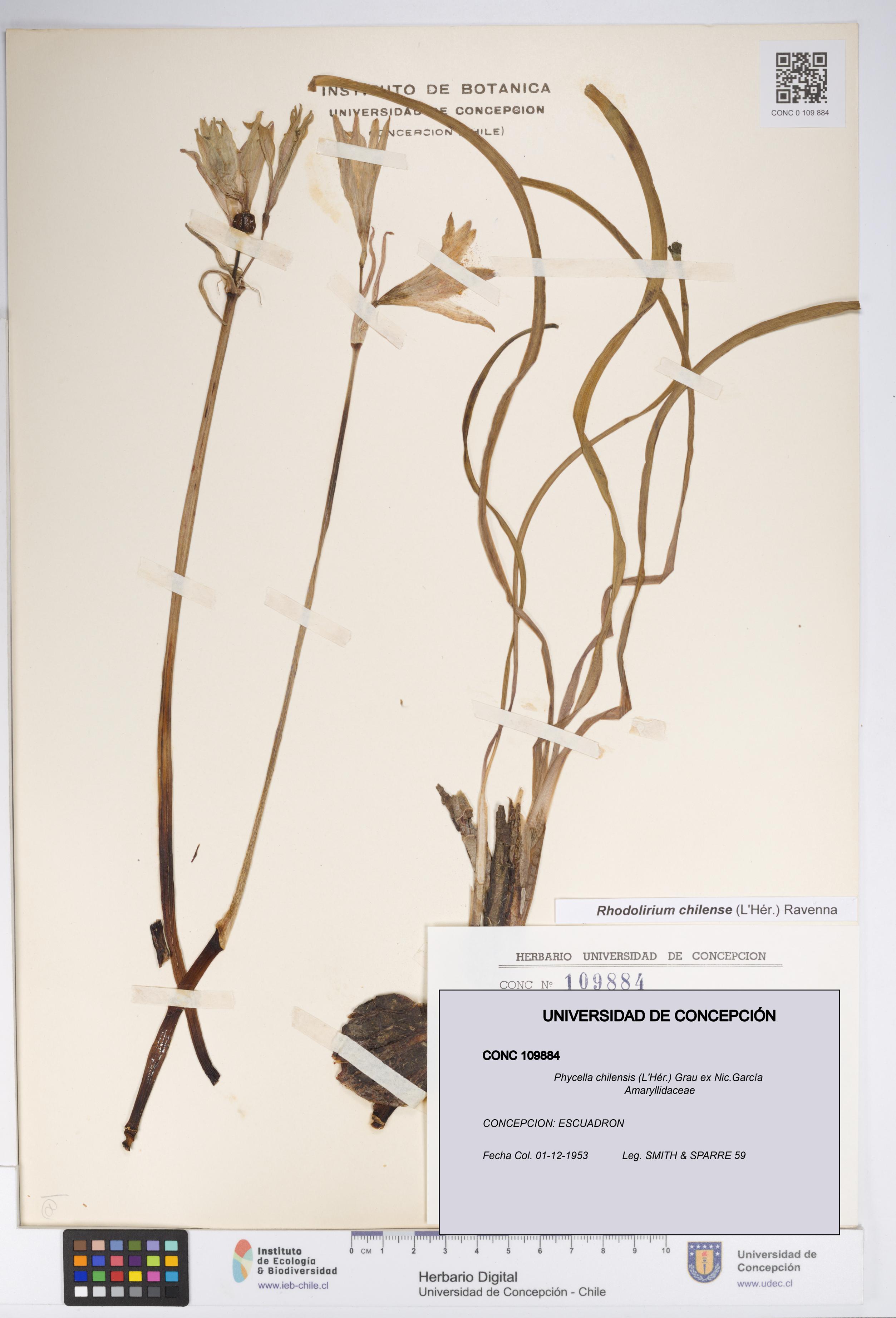 Phycella chilensis [Espécimen: UDEC:CONC:0109884]