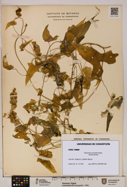 Dioscorea auriculata [Espécimen: ]