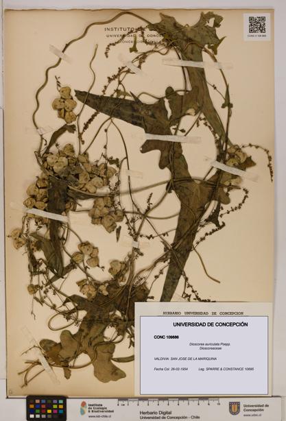Dioscorea auriculata [Espécimen: ]