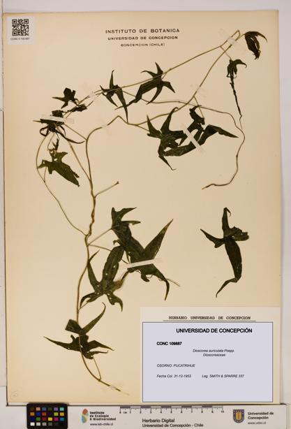 Dioscorea auriculata [Espécimen: ]