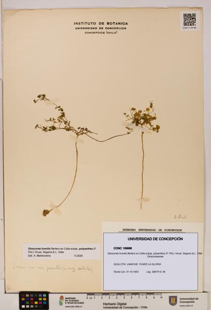 Dioscorea humilis [Espécimen: ]