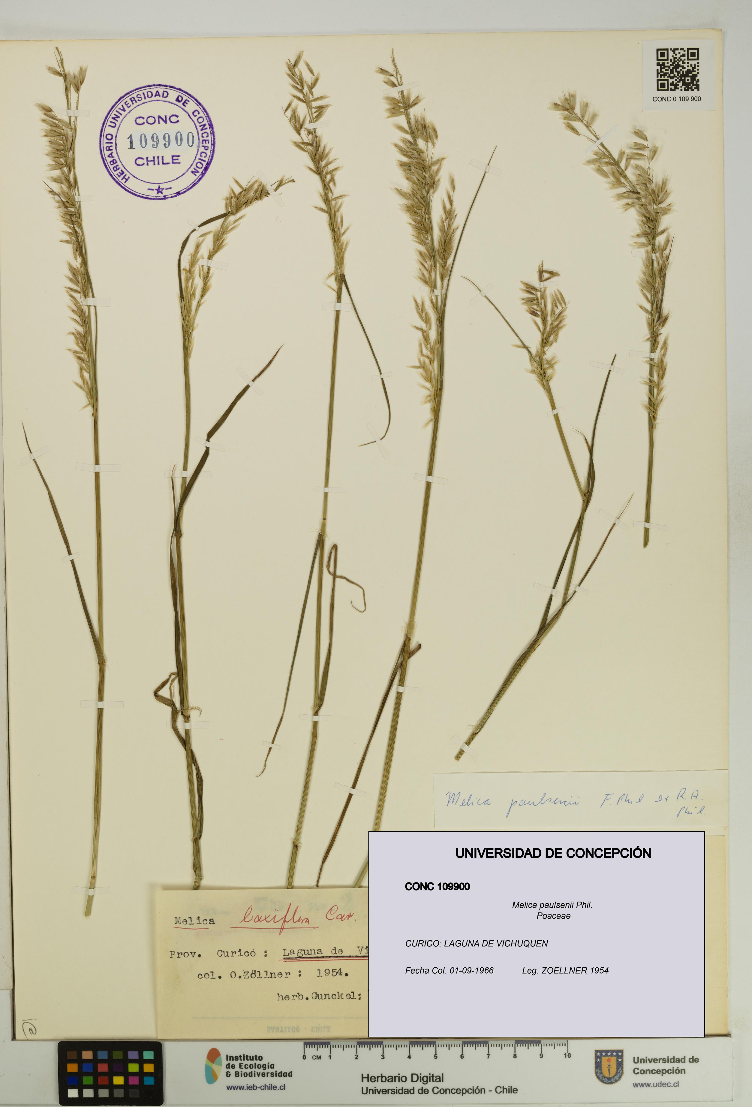 Melica paulsenii [Espécimen: UDEC:CONC:0109900]