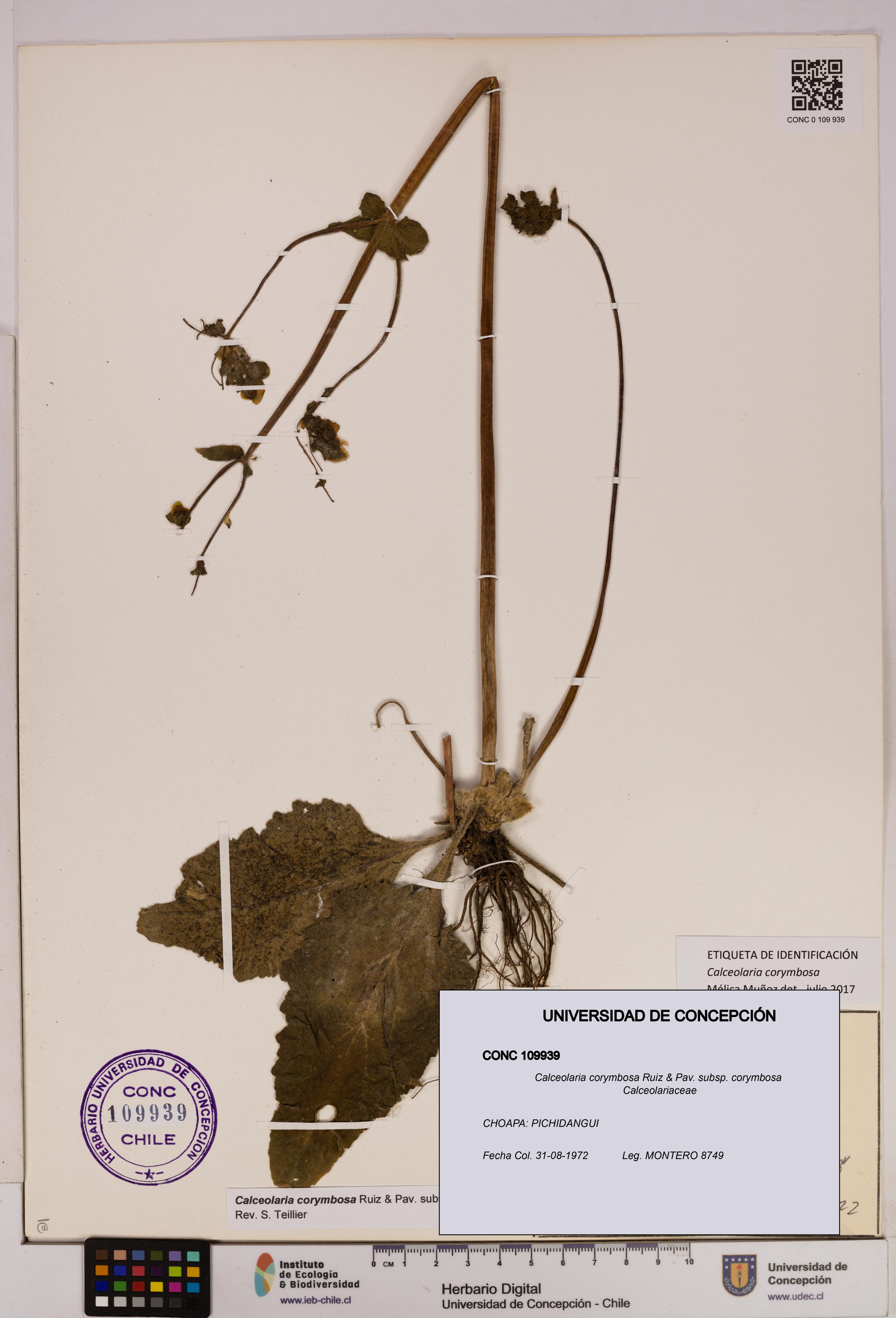Calceolaria corymbosa [Espécimen: UDEC:CONC:0109939]
