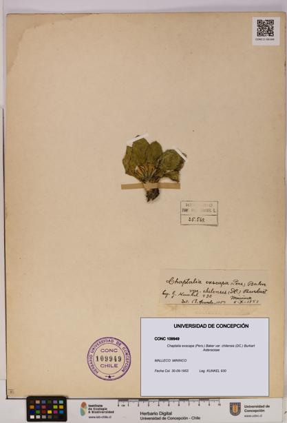 Chaptalia exscapa var. chilensis [Espécimen: UDEC:CONC:0109949]