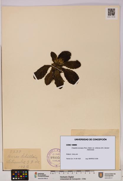 Chaptalia exscapa var. chilensis [Espécimen: UDEC:CONC:0109950]