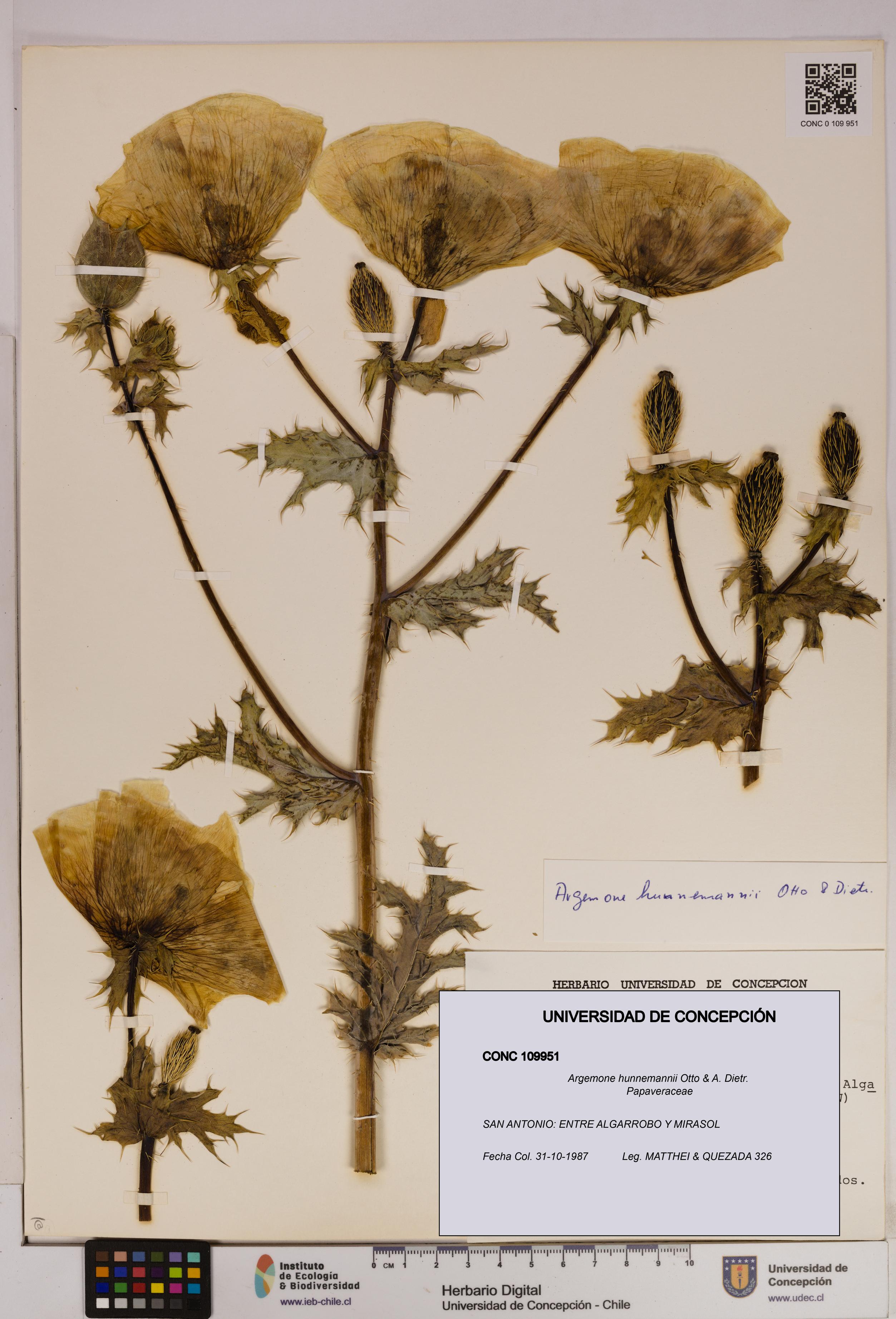 Argemone hunnemannii [Espécimen: UDEC:CONC:0109951]